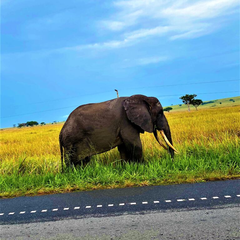 Icon4 Tours and Travel Uganda