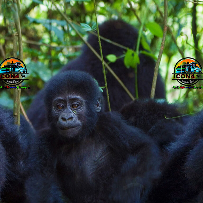 Icon4 Tours and Travel Uganda