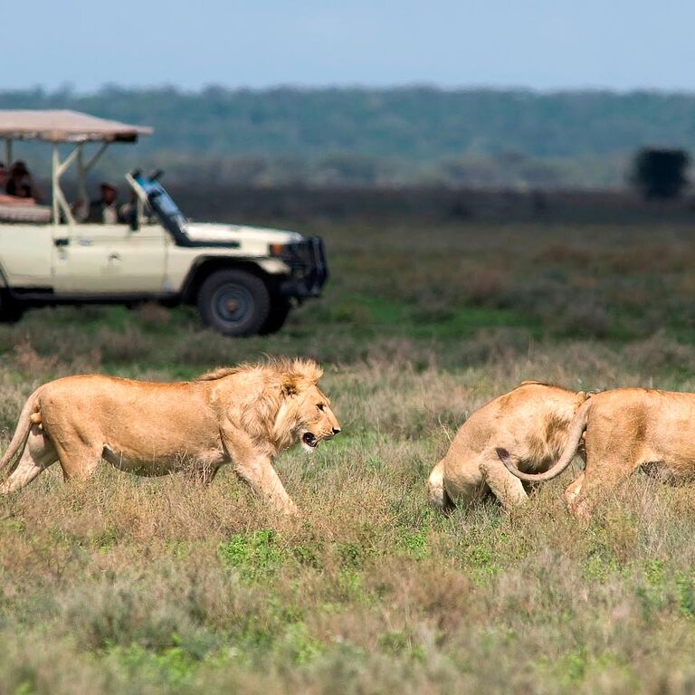 Steady Safaris Limited