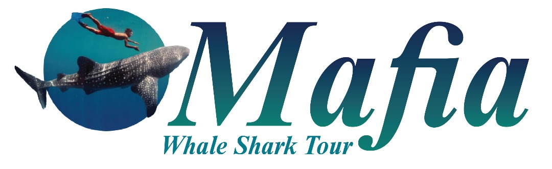 Mafia whale shark tour