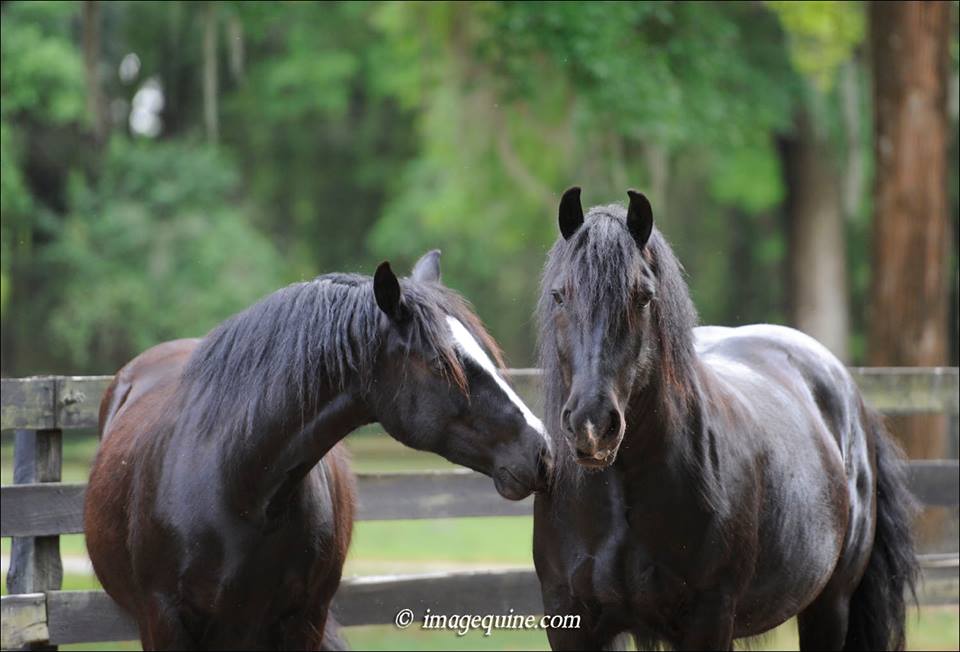 Gypsy Gold Horse Farm