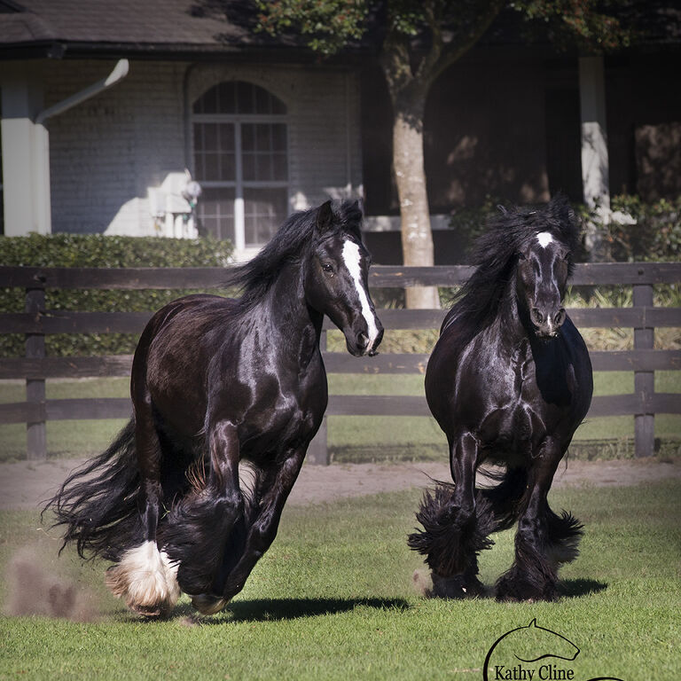 Gypsy Gold Horse Farm