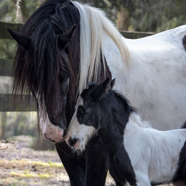 Gypsy Gold Horse Farm