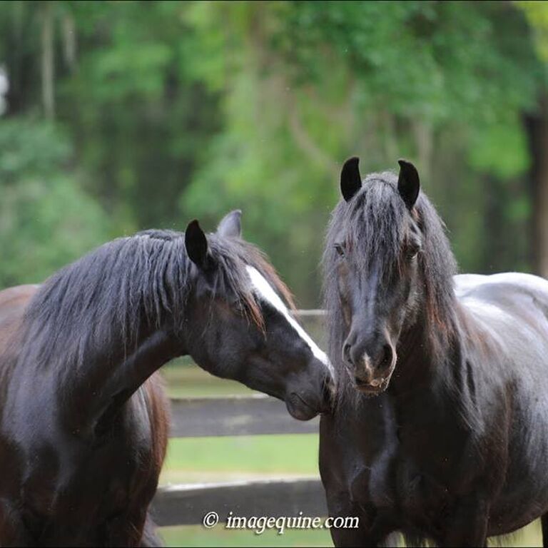 Gypsy Gold Horse Farm