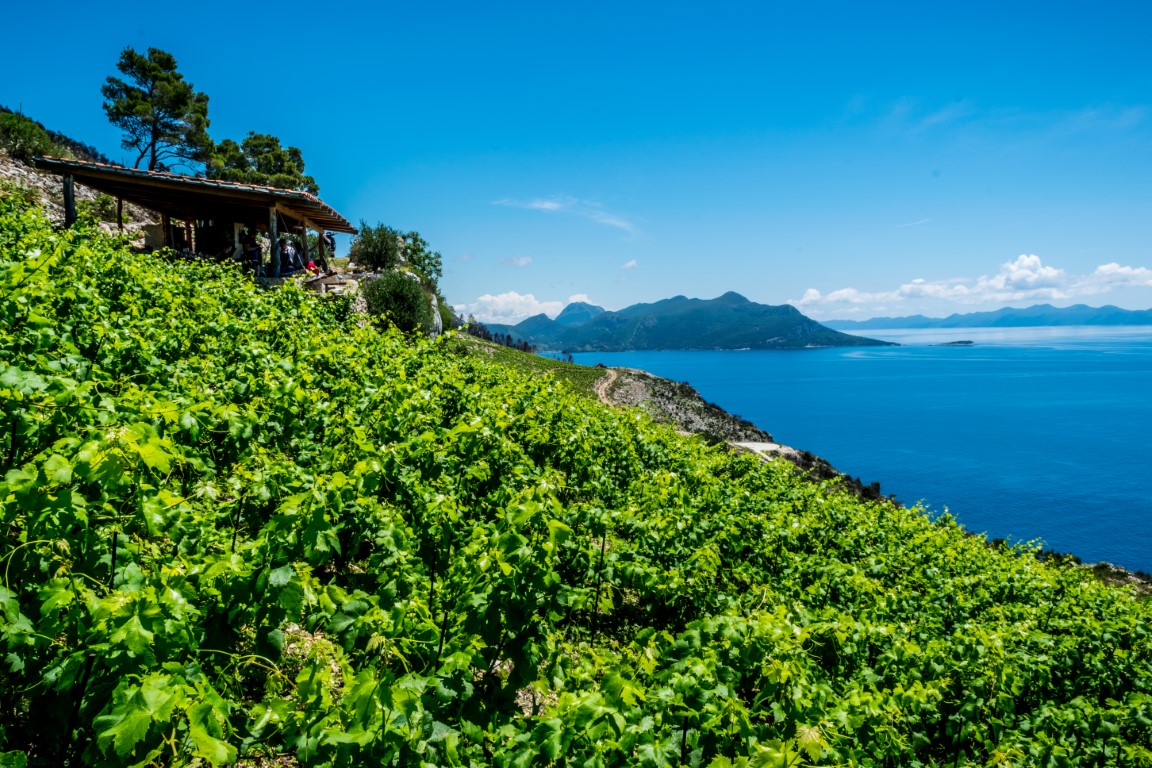Boutique winery Vicelić