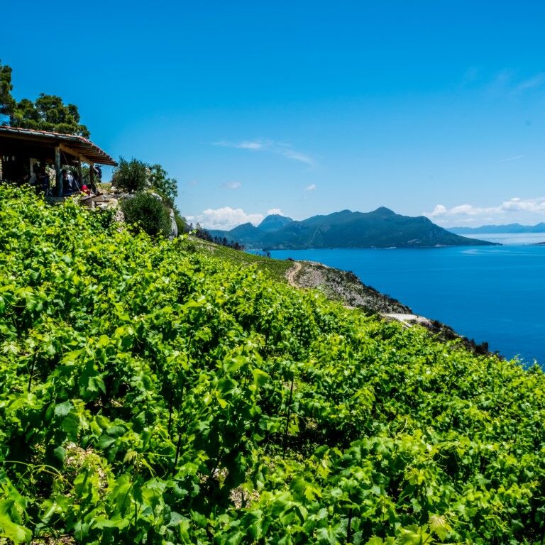 Boutique winery Vicelić