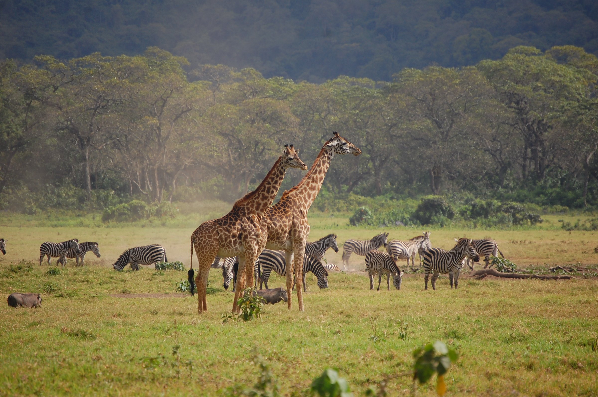 Worldwide Safaris Tanzania Limited