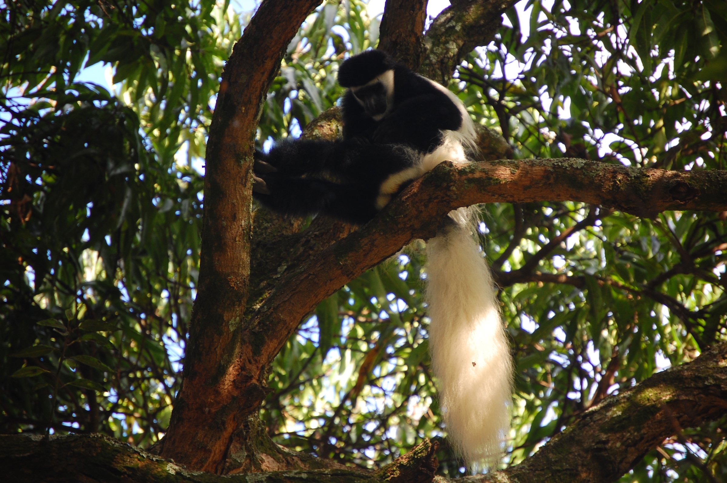 Worldwide Safaris Tanzania Limited