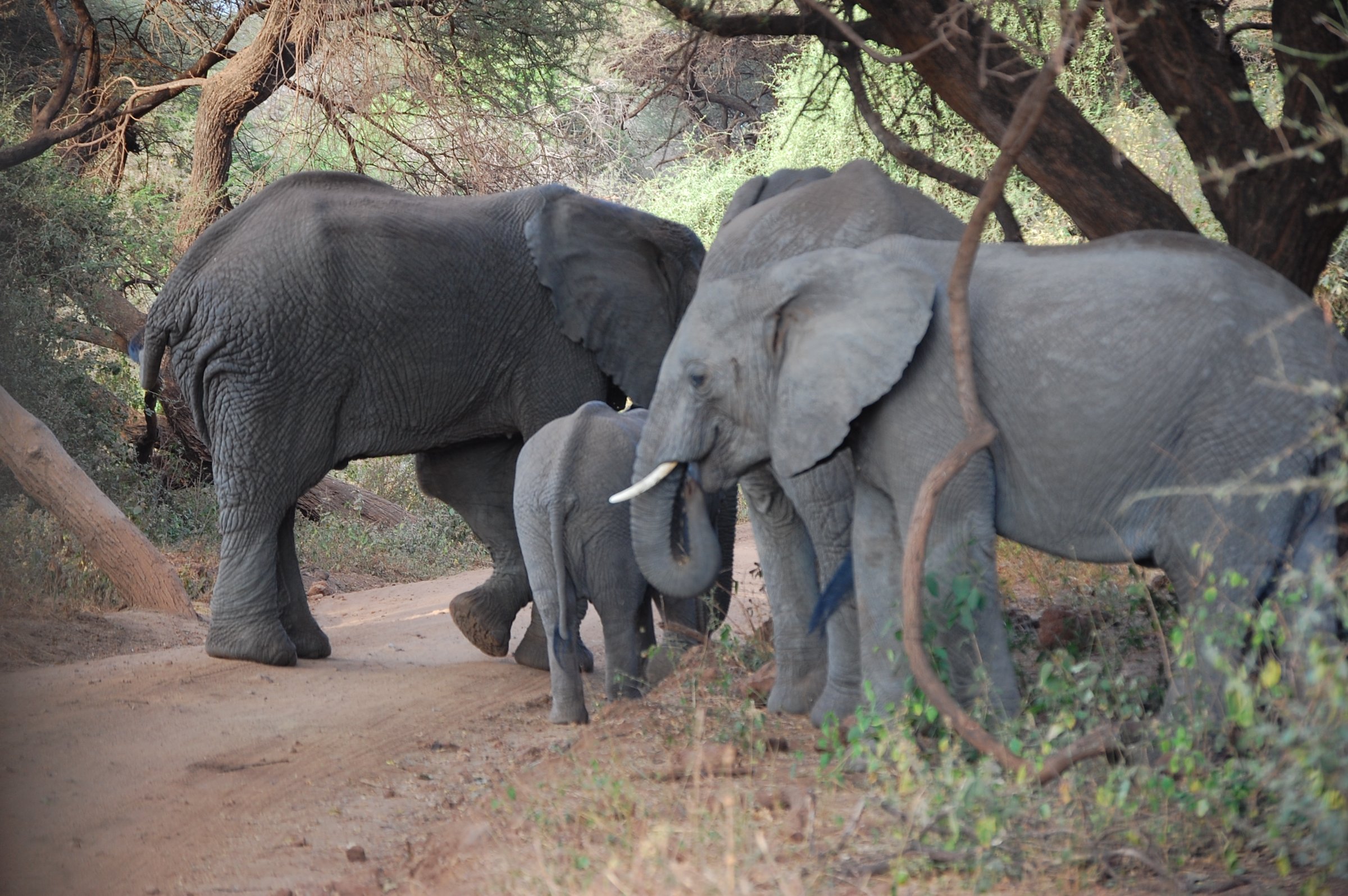 Worldwide Safaris Tanzania Limited