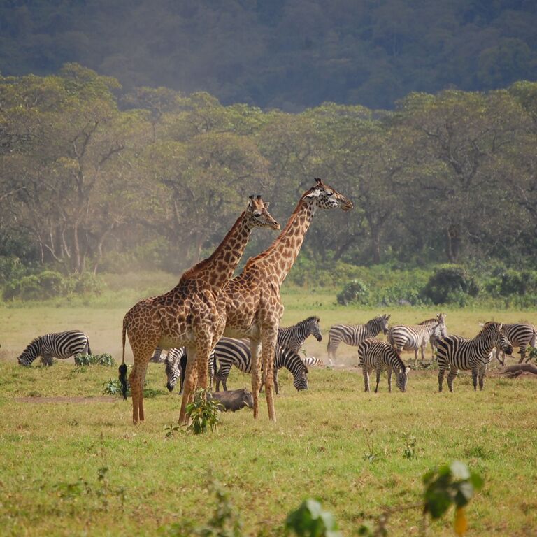 Worldwide Safaris Tanzania Limited