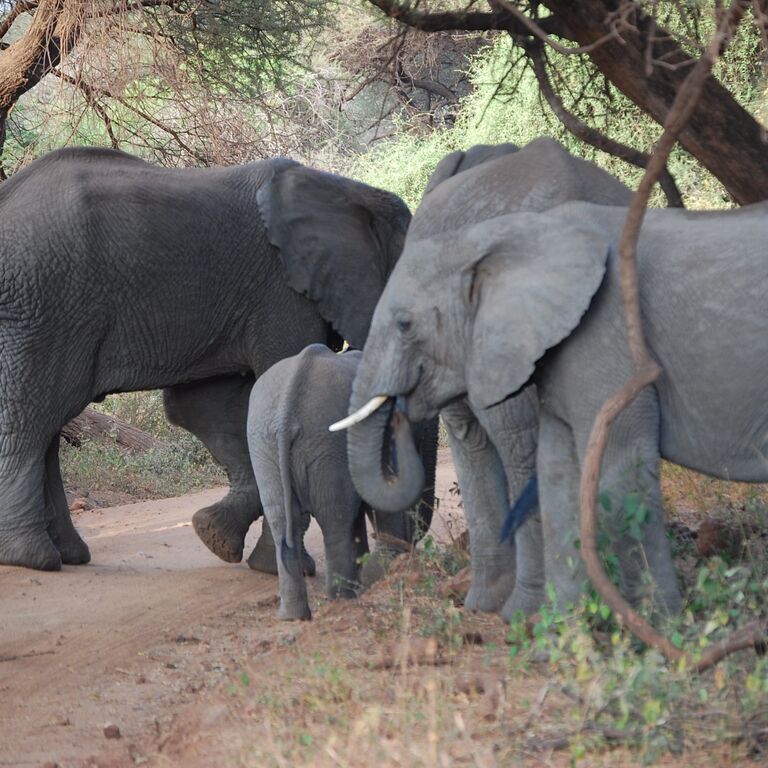 Worldwide Safaris Tanzania Limited