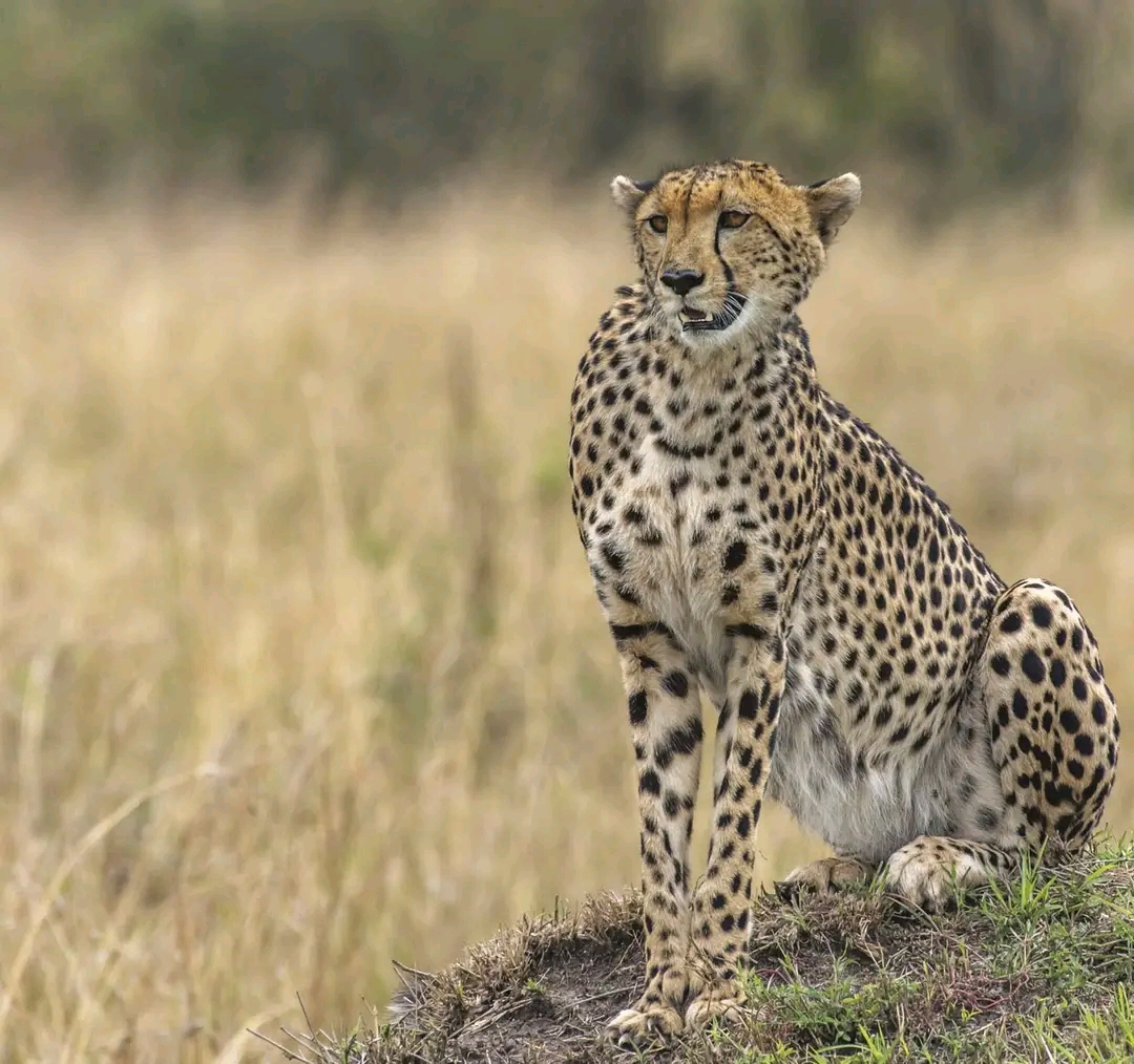 Gabinza Tour Safari Tanzania