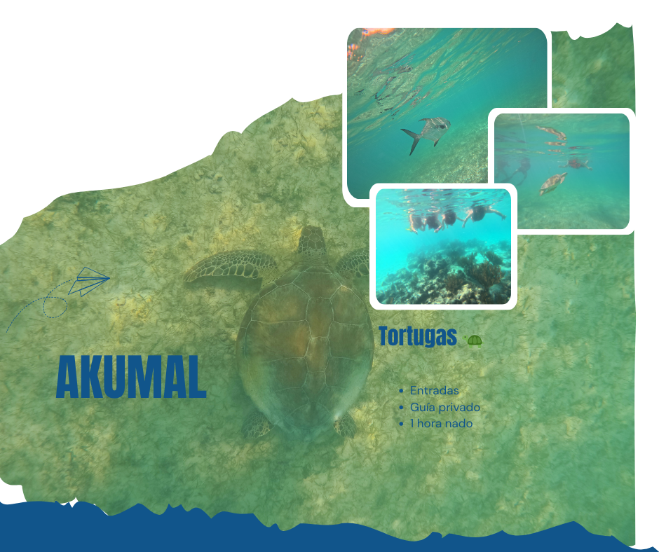 Akumal tortugas y cenotes