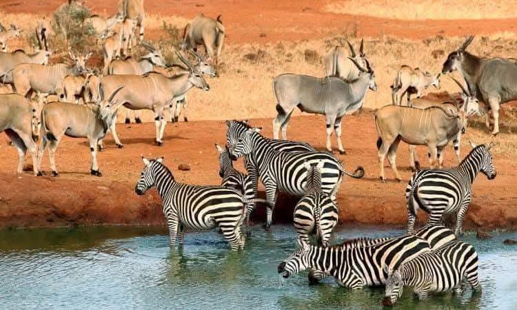 Athena safari adventure
