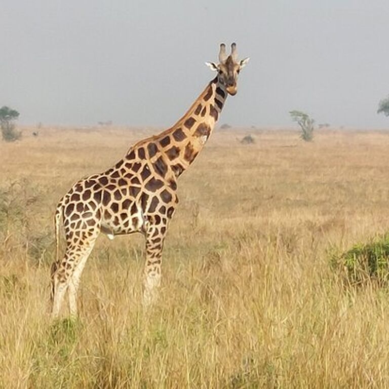 Farisna safaris Ltd
