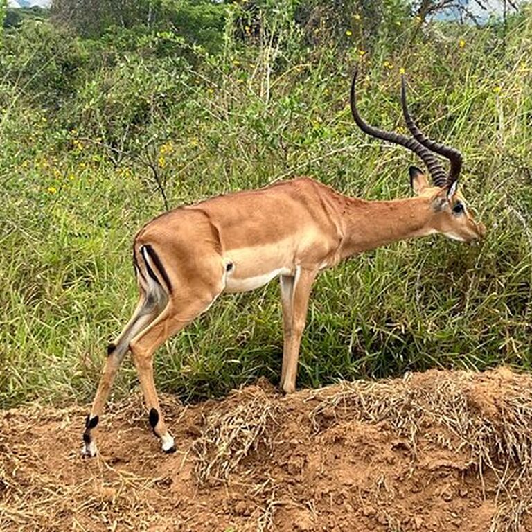 Farisna safaris Ltd