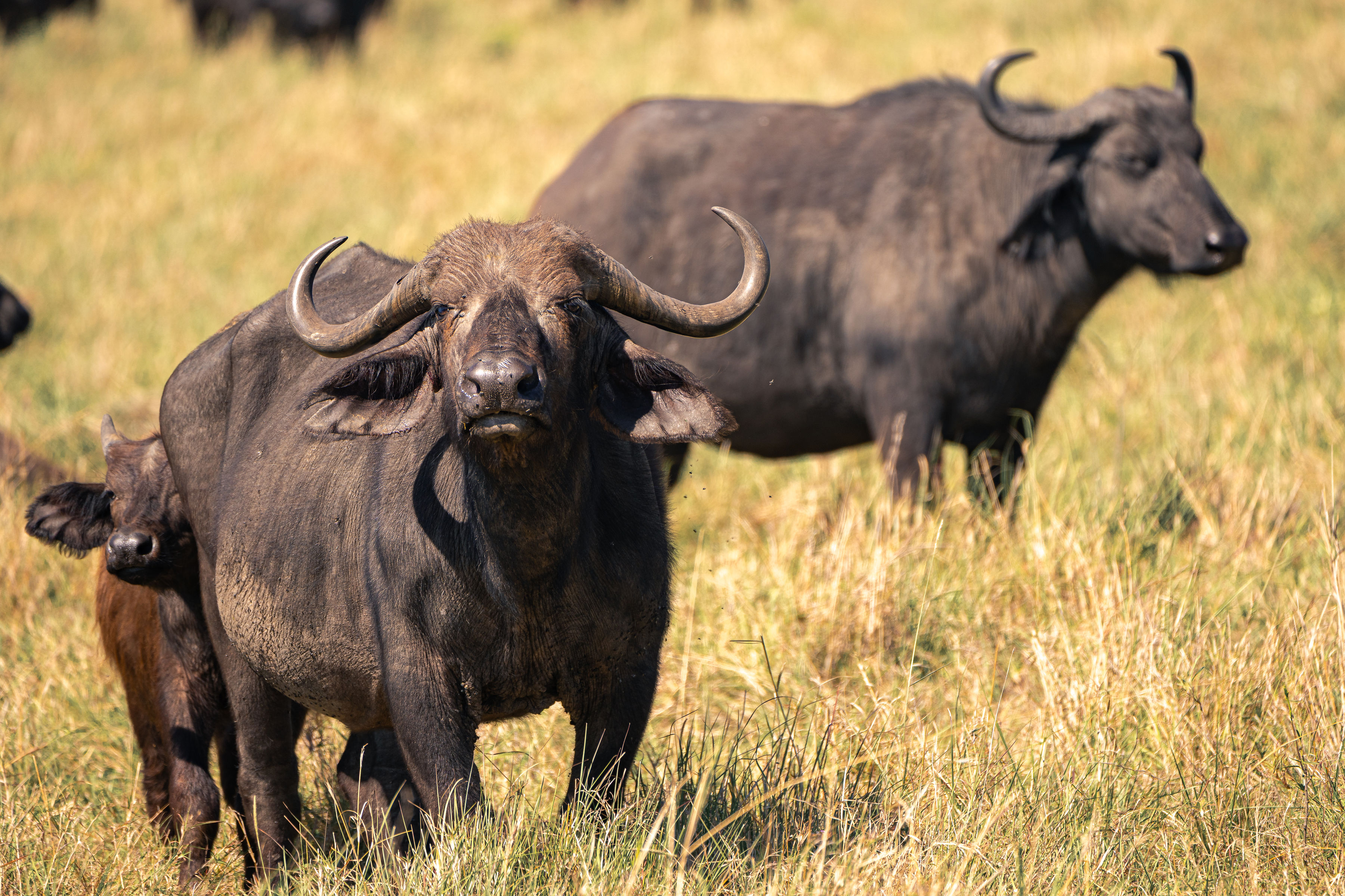 LINKS CRYSTAL TOURS & SAFARIS LIMITED