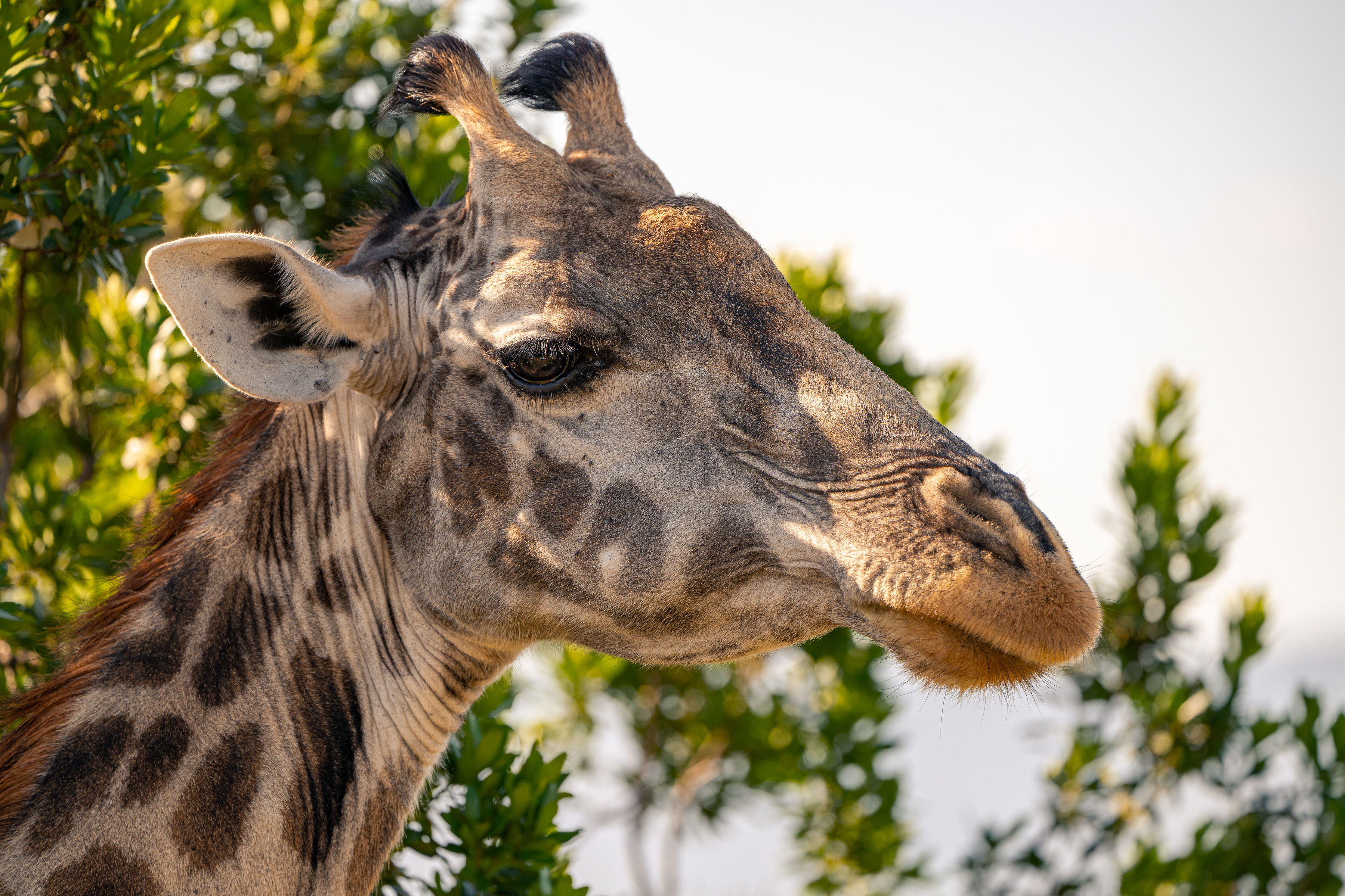 LINKS CRYSTAL TOURS & SAFARIS LIMITED