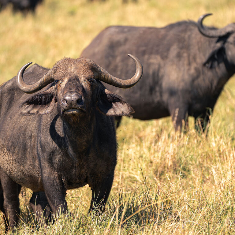 LINKS CRYSTAL TOURS & SAFARIS LIMITED