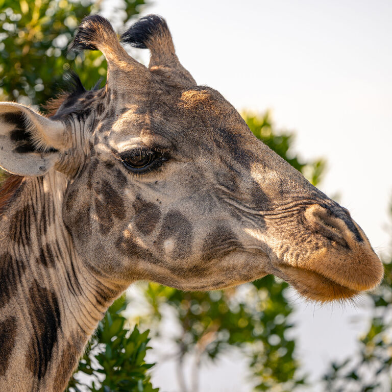 LINKS CRYSTAL TOURS & SAFARIS LIMITED