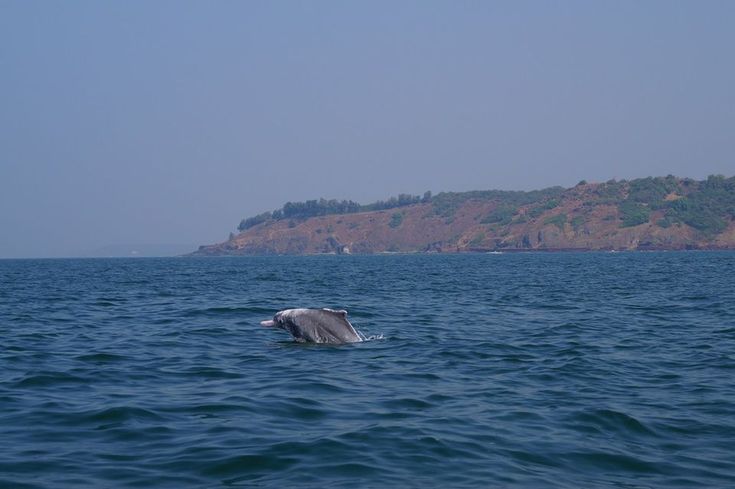 Private Sunset Dolphin & Sea Boat Trips – North Goa