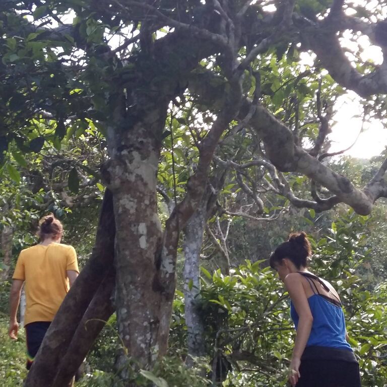 BAIYUE TEA SOCIETY - TRISHAN SOCIAL ENTERPRISE