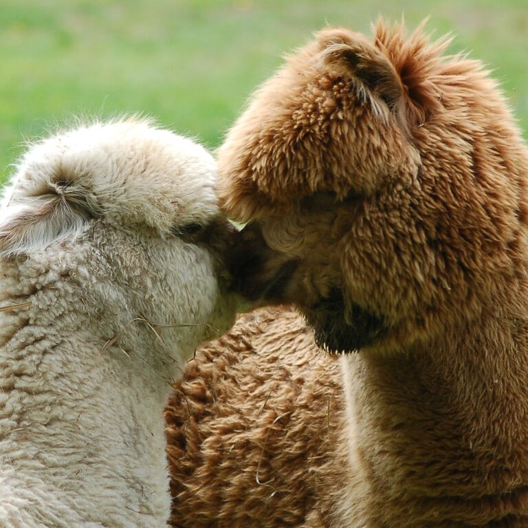 Harvard Alpaca Ranch