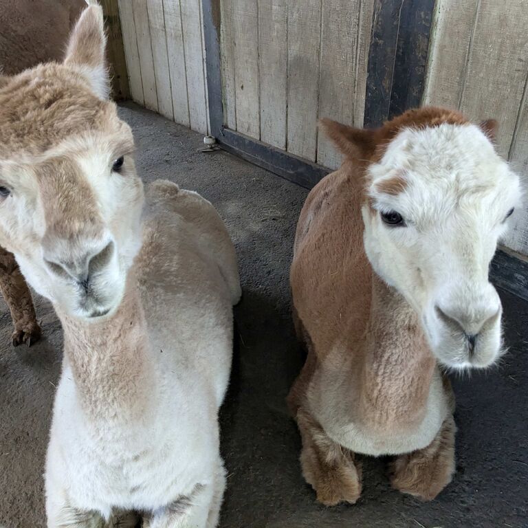 Harvard Alpaca Ranch