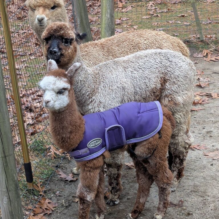 Harvard Alpaca Ranch