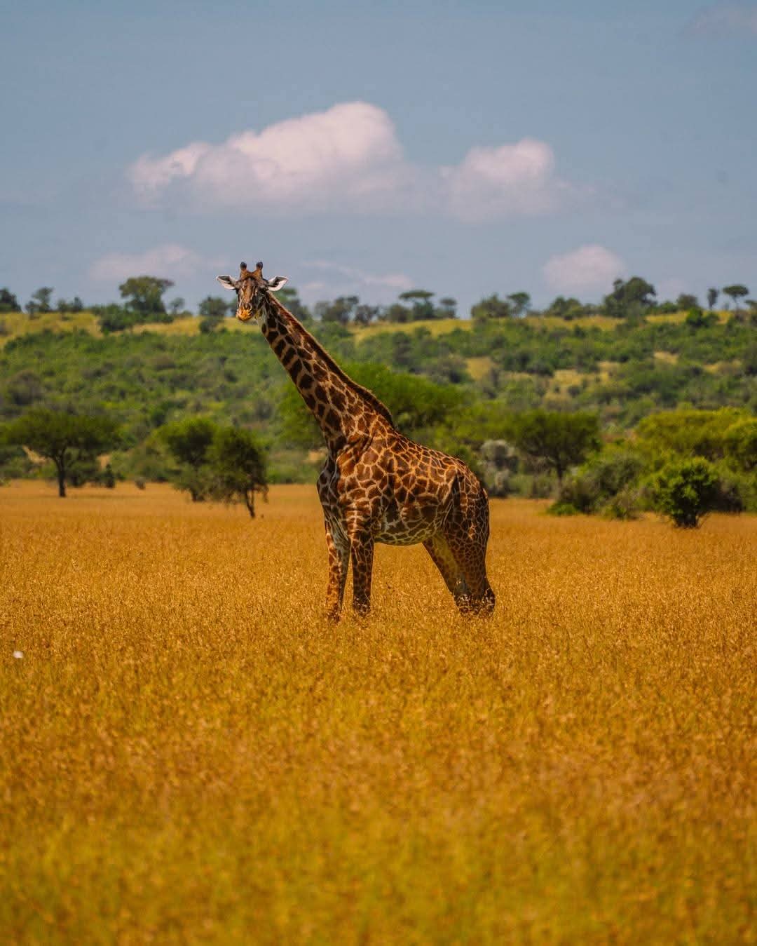KILIMANJARO PACK AND GO SAFARIS LTD