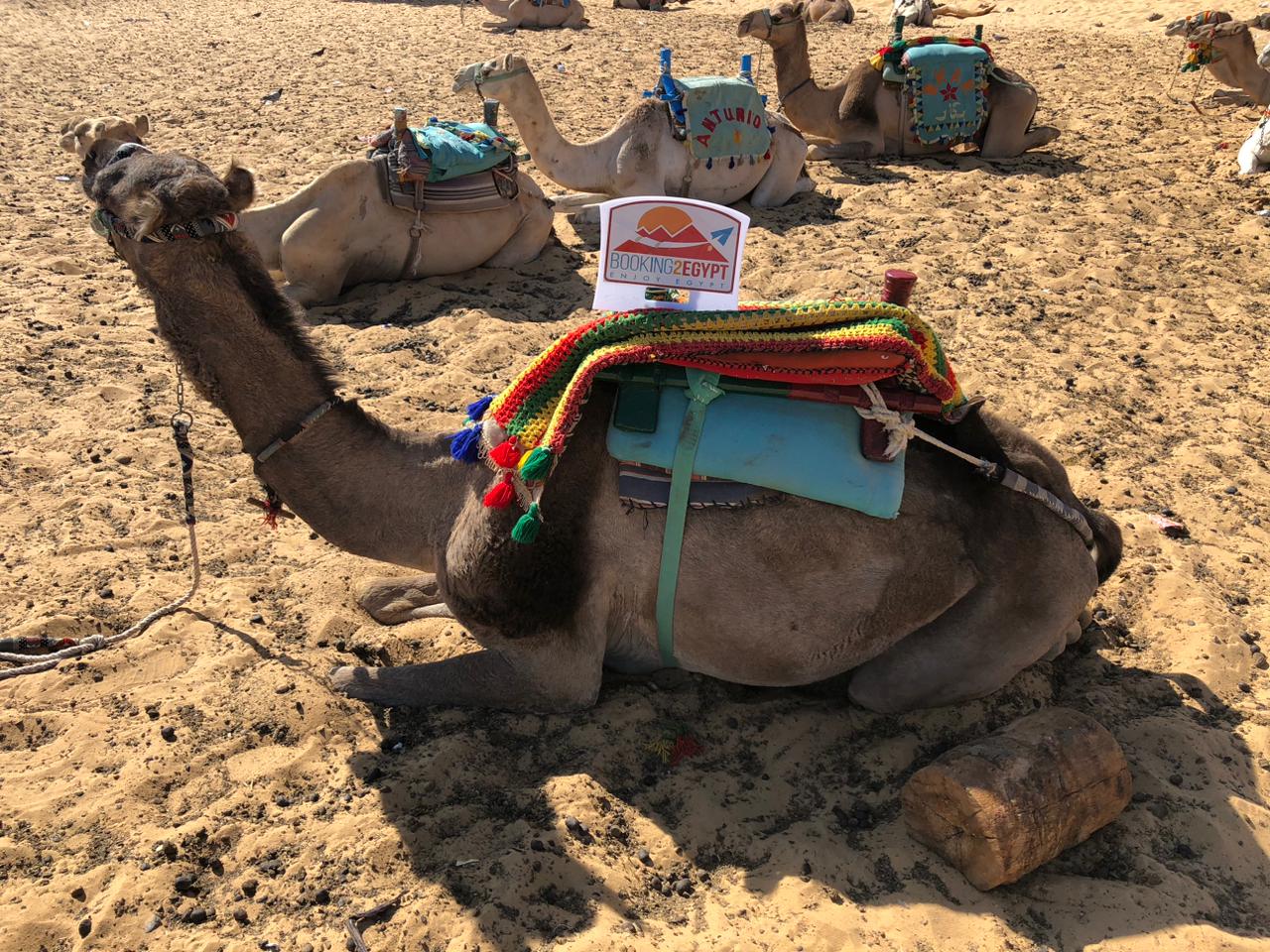 Booking 2 Egypt