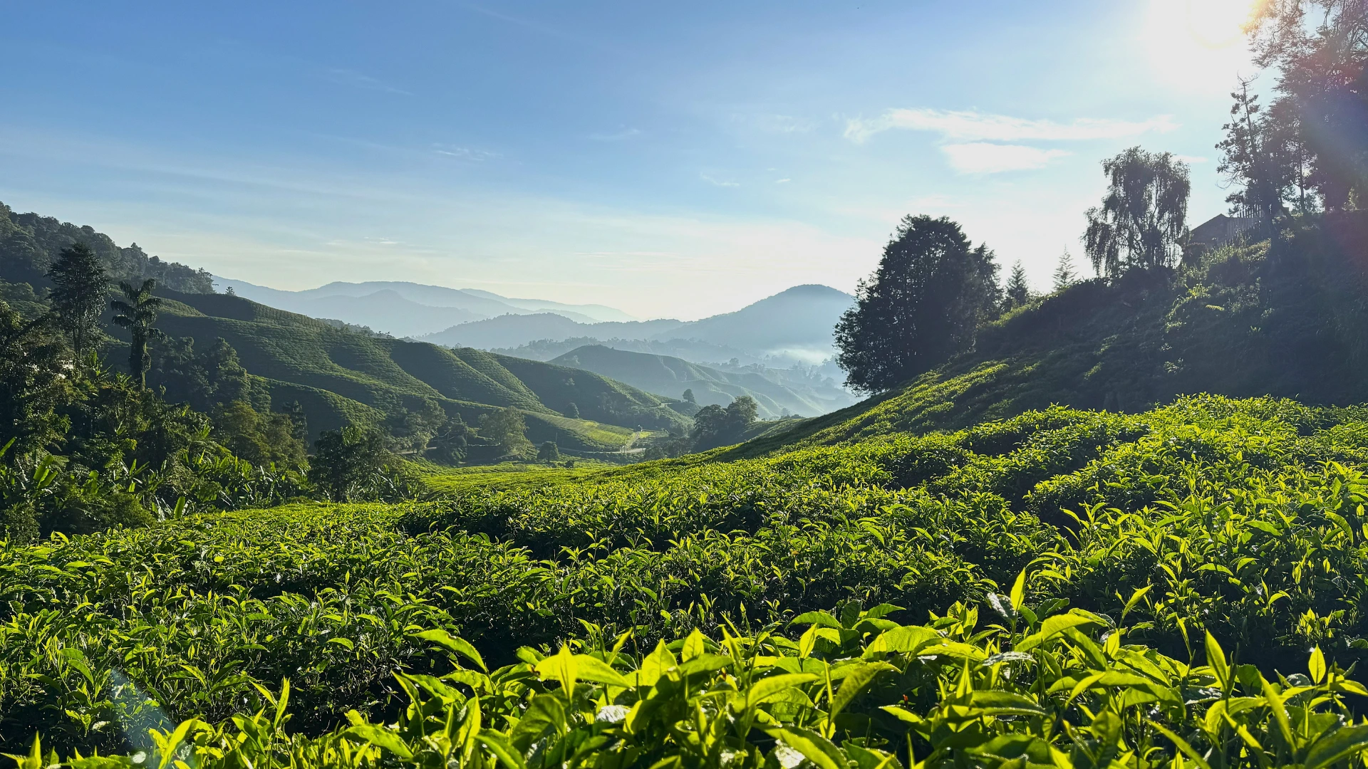 Sinhagiri Tours