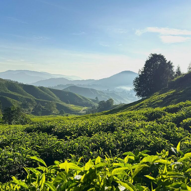 Sinhagiri Tours
