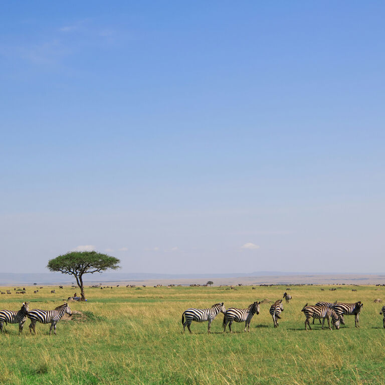 A 7 Day Simba Safari