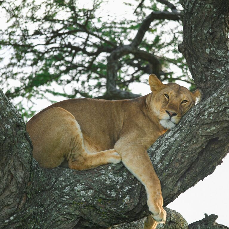 A 7 Day Simba Safari