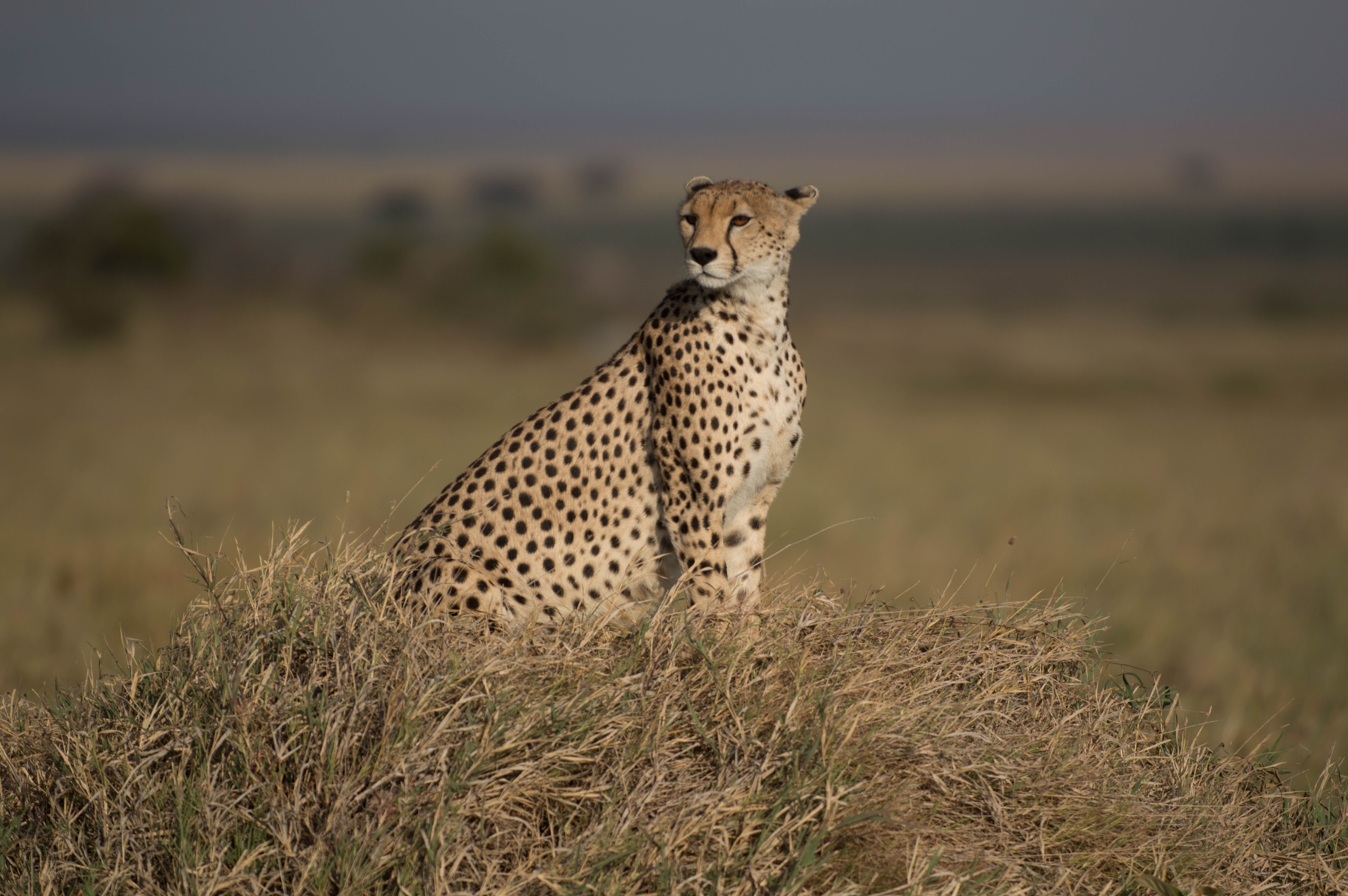 Quest Horizon Safaris Ltd