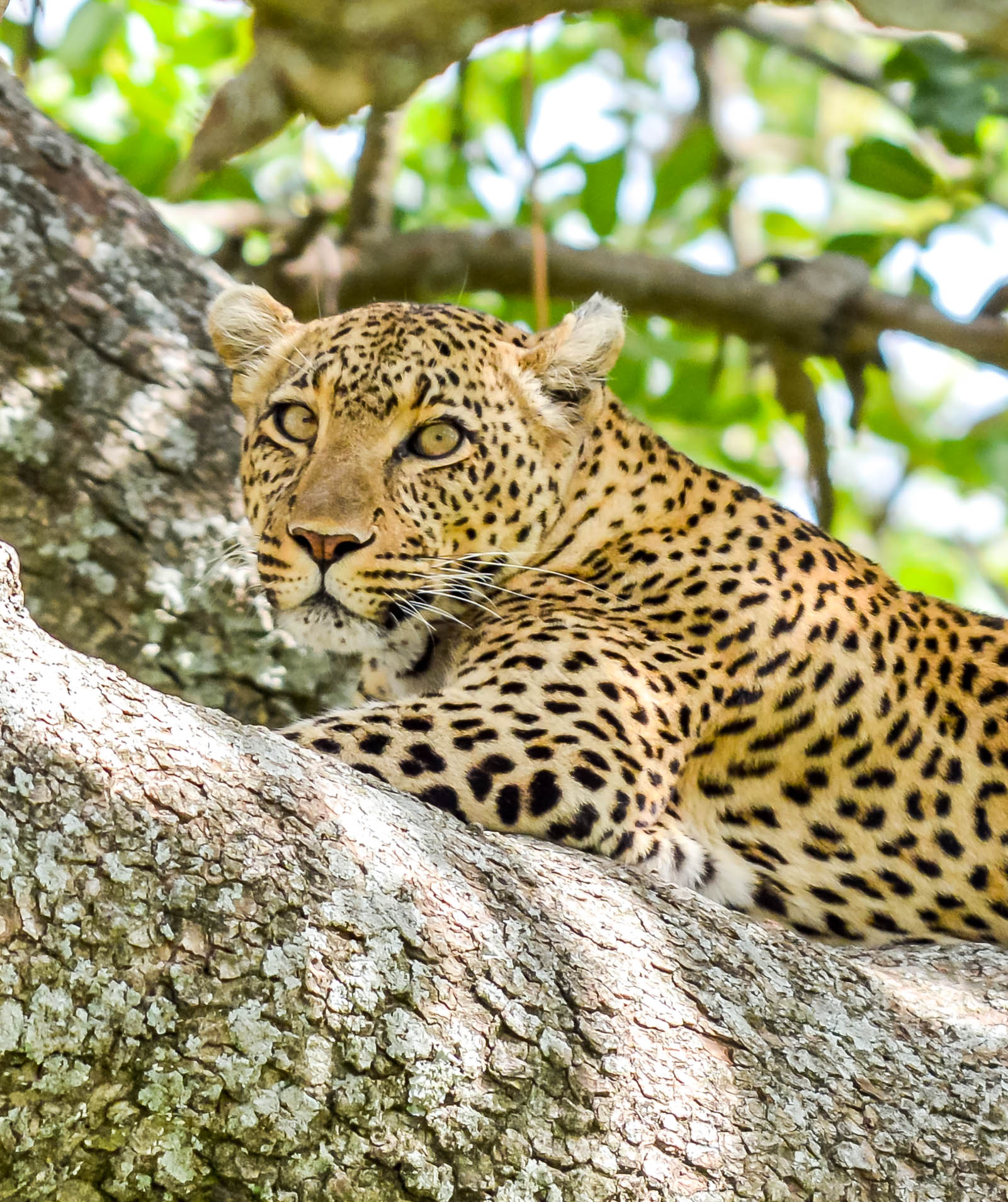 Quest Horizon Safaris Ltd