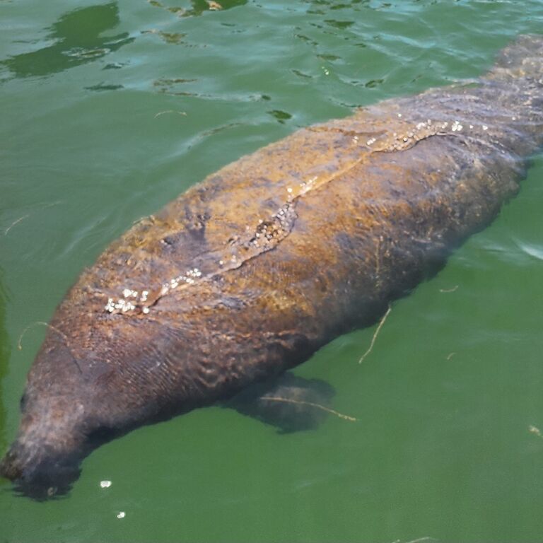 Capt Yak Kayak Tours