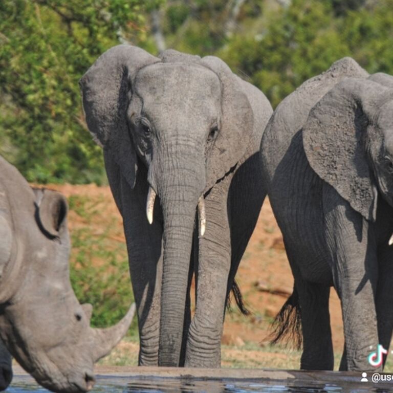 NGM SAFARI AND TOUR