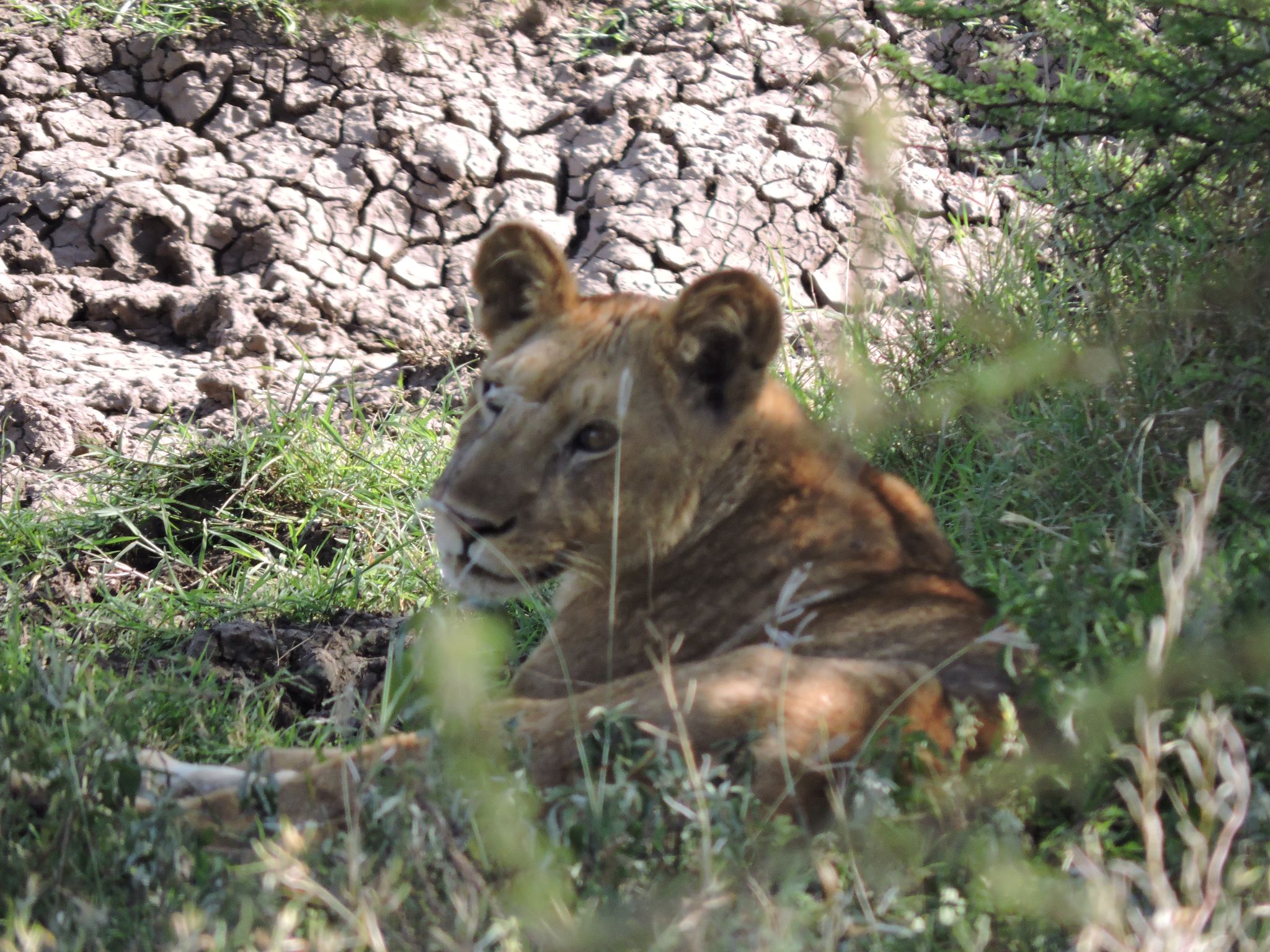 Vacation Trips Organizer Tanzania