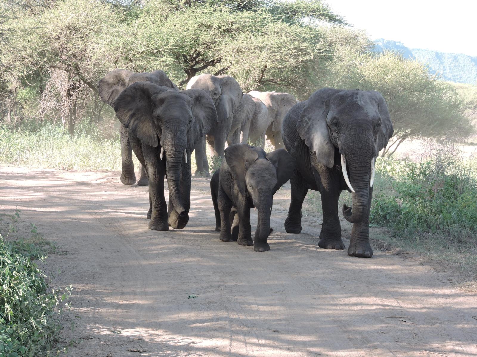 Vacation Trips Organizer Tanzania