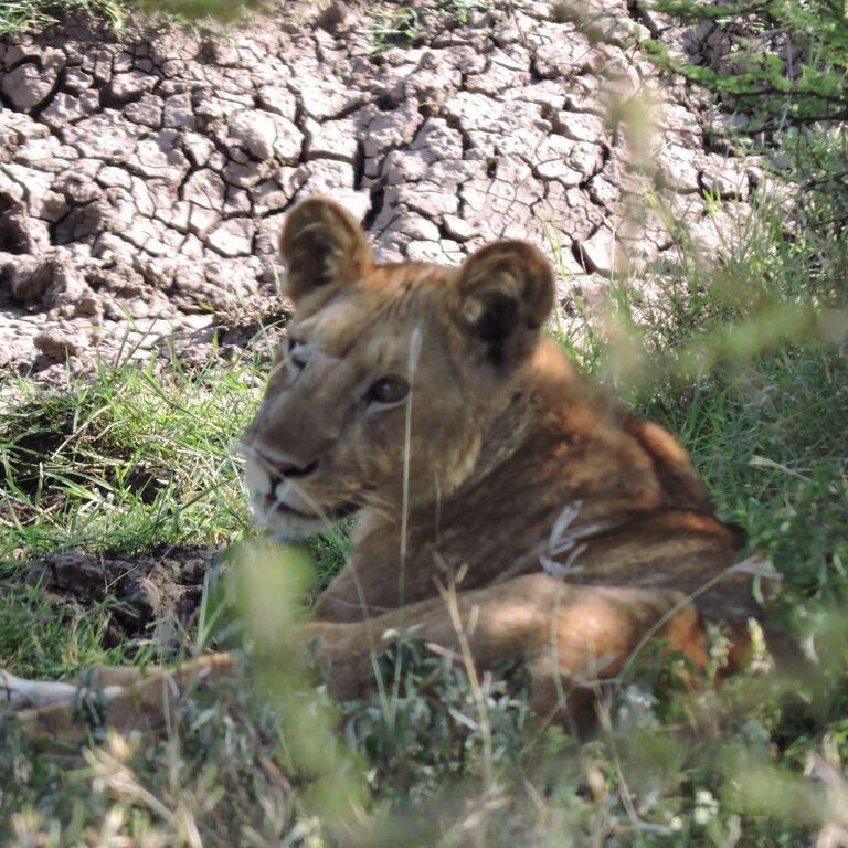 Vacation Trips Organizer Tanzania