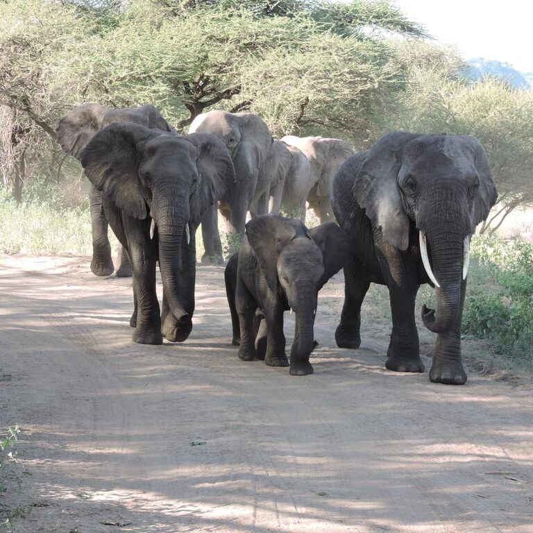 Vacation Trips Organizer Tanzania