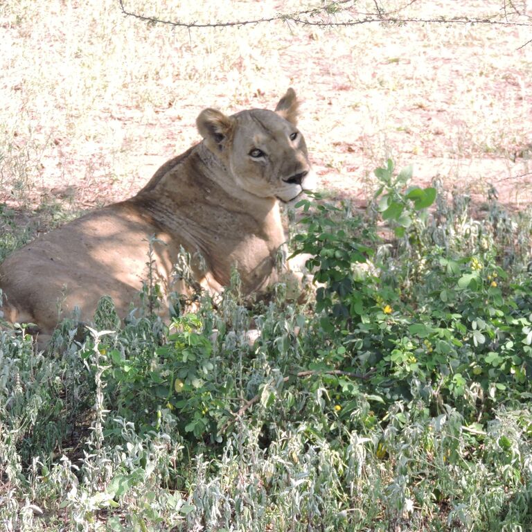 Vacation Trips Organizer Tanzania