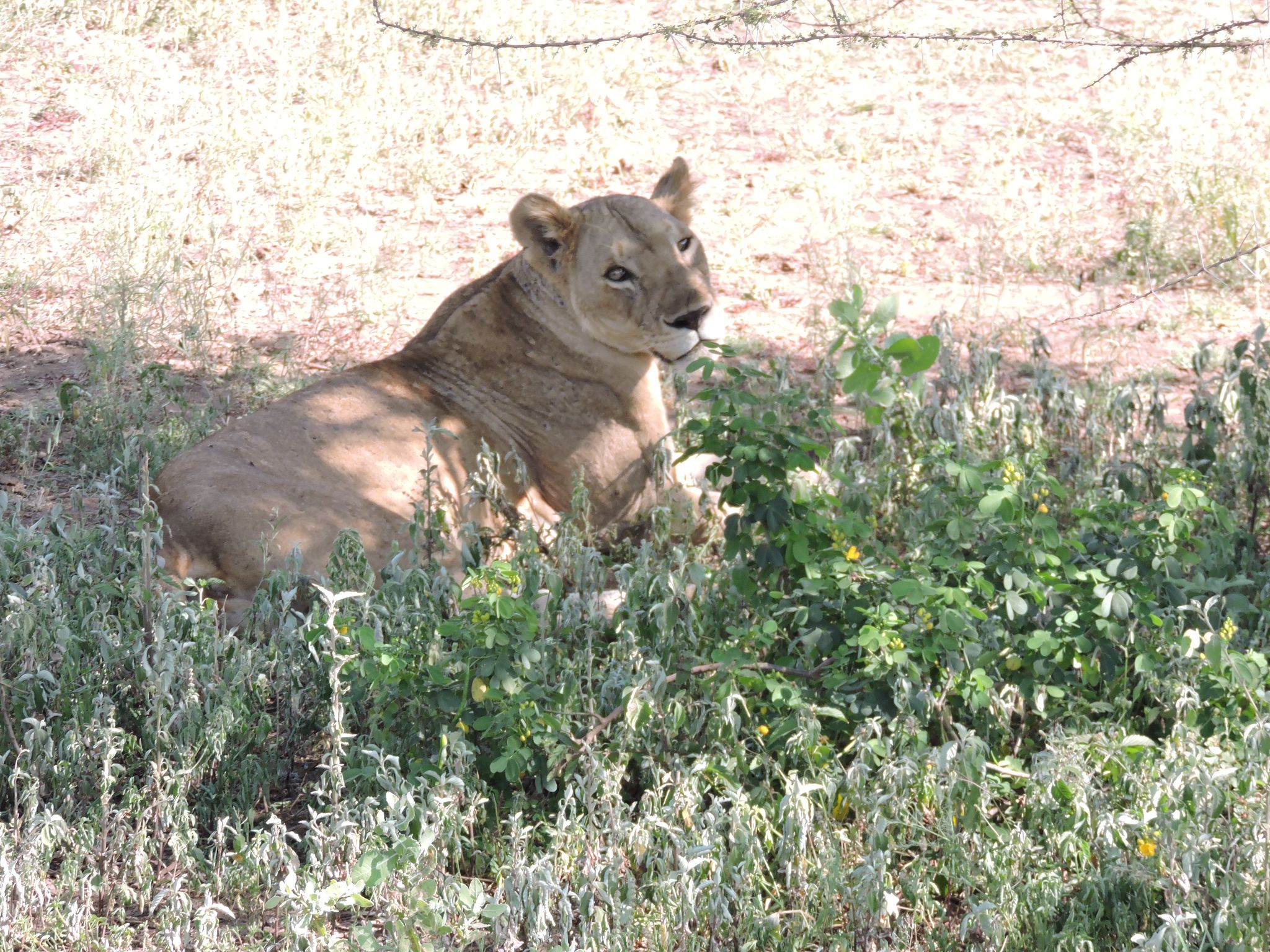 Vacation Trips Organizer Tanzania