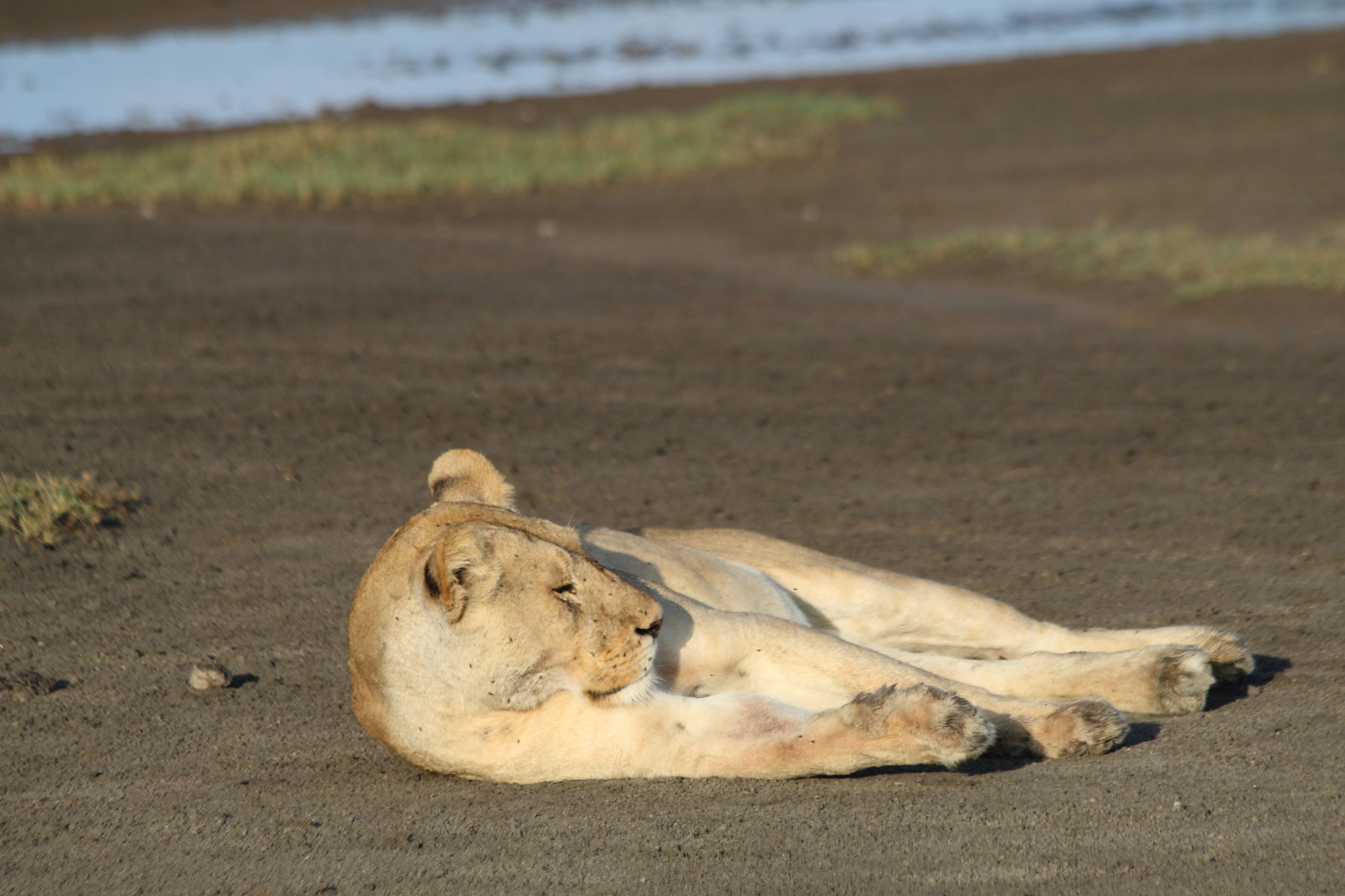 Alfamale tours & safaris