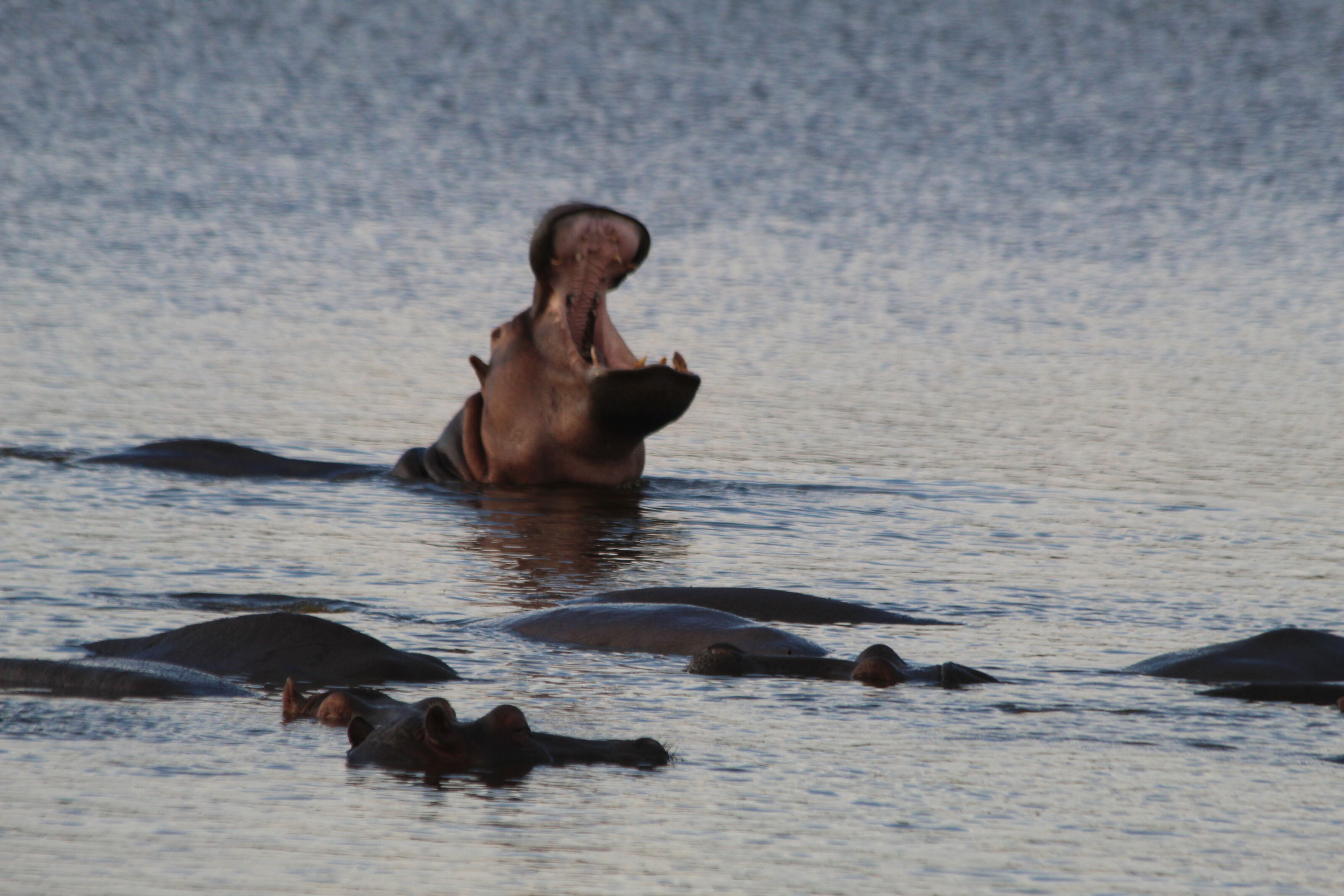 Alfamale tours & safaris