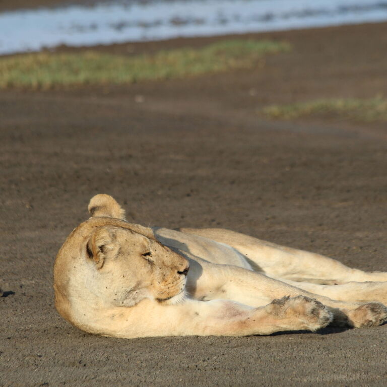 Alfamale tours & safaris