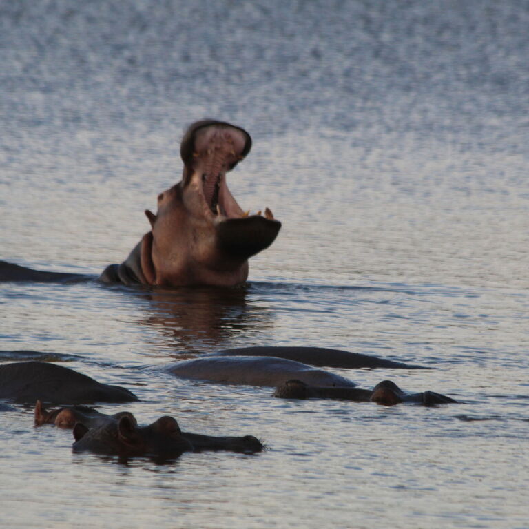Alfamale tours & safaris