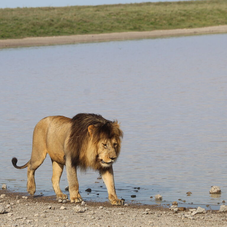Alfamale tours & safaris